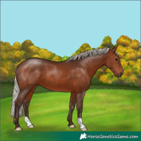 Horse Color:Silver Brown 