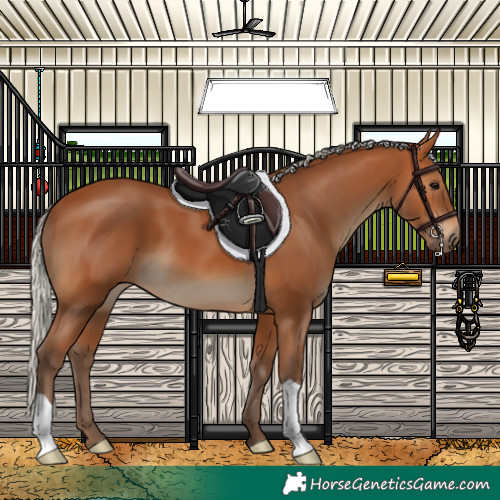 Horse Color:Silver Bay 