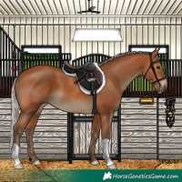 Horse Color:Silver Bay 