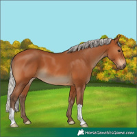 Horse Color:Silver Bay 