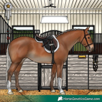 Horse Color:Silver Bay 