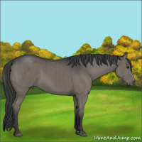 Horse Color:Grullo and Grullo
