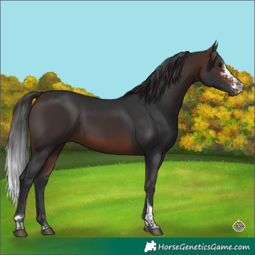 Horse Color:Brown Sabino Tobiano 