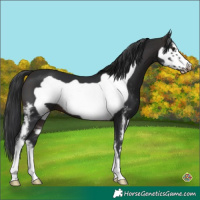 Horse Color:Brown Sabino Frame