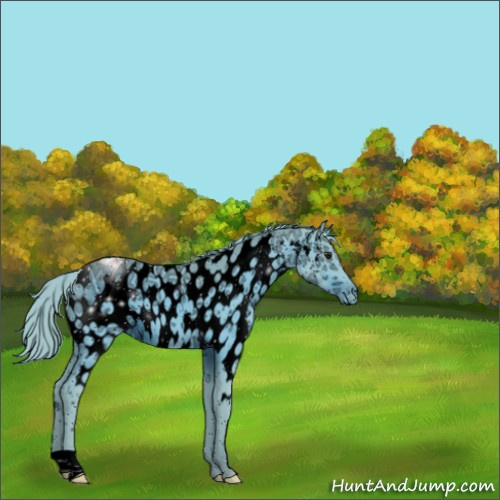 Horse Color:ERROR: UNKNOWN ANOMALY