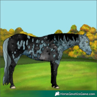 Horse Color:ERROR: UNKNOWN ANOMALY