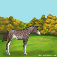 Horse Color:Chocolate Black Ice Sabino