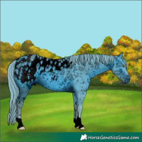 Horse Color:ERROR: UNKNOWN ANOMALY