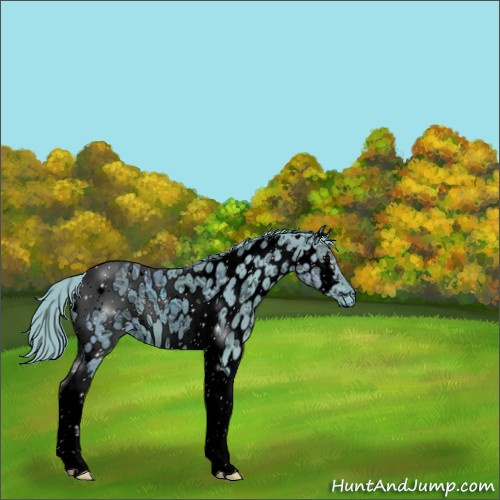 Horse Color:ERROR: UNKNOWN ANOMALY