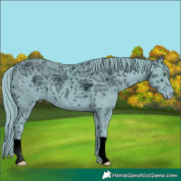 Horse Color:ERROR: UNKNOWN ANOMALY