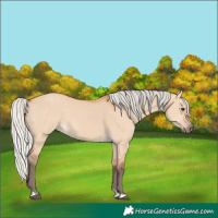 Horse Color:Silver Bay Dun 