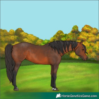 Horse Color:Bay 