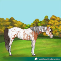 Horse Color:Bay Splash Tobiano Appaloosa and Bay Splash Tobiano Appaloosa