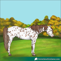Horse Color:Chestnut Appaloosa 