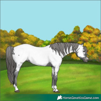 Horse Color:Black Near Fewspot 