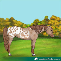 Horse Color:Red Dun Appaloosa 