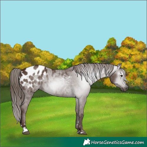 Horse Color:Gray Chestnut Blanket 