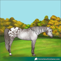 Horse Color:Gray Chestnut Appaloosa 