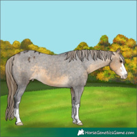 Horse Color:Buckskin Varnish