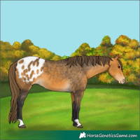 Horse Color:Buckskin Appaloosa