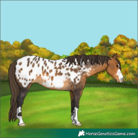 Horse Color:Buckskin Appaloosa 
