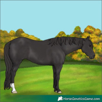 Horse Color:Smoky Black 