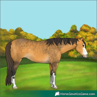Horse Color:Buckskin 