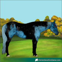 Horse Color:ERROR: UNKNOWN ANOMALY