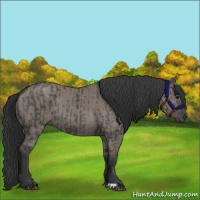 Horse Color:Grullo and Grullo