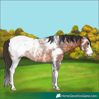 Horse Color:Brown Ice Sabino Appaloosa