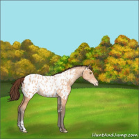 Horse Color:Amber Champagne Ice Sabino Near Leopard 