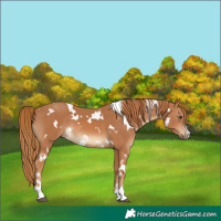 Horse Color:White Spotted Chestnut 