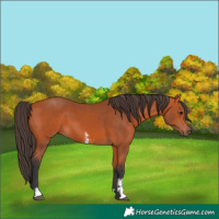 Horse Color:Bay Sabino 