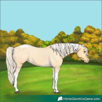 Horse Color:Palomino Tobiano Appaloosa 