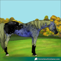 Horse Color:ERROR: UNKNOWN ANOMALY
