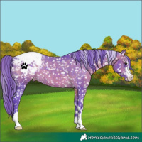 Horse Color:Watercolor Brown Appaloosa 