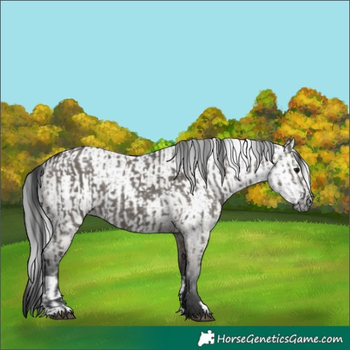 Horse Color:Grullo  and Gray Grullo 