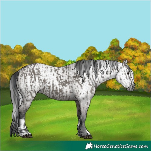 Horse Color:Grullo  and Gray Grullo 