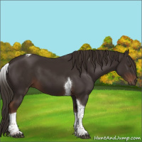 Horse Color:Liver Chestnut Tobiano 
