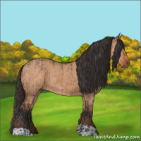 Horse Color:Brown Dun  and Bay Dun 