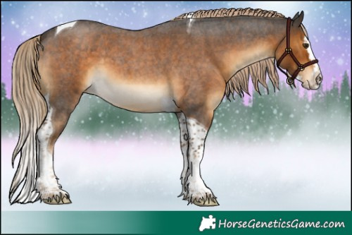 Horse Color:Chocolate Palomino Roan Splash Tobiano