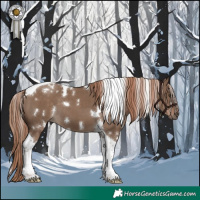 Horse Color:White Spotted Liver Red Dun Tobiano 