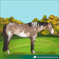 Horse Color:White Spotted Brown Dun Frame Rabicano