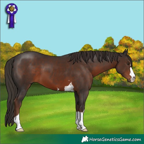 Horse Color:Liver Chestnut