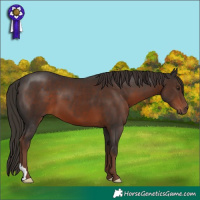 Horse Color:Liver Chestnut 