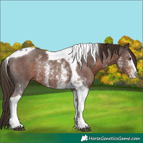 Horse Color:Liver Chestnut Sabino Tobiano Rabicano