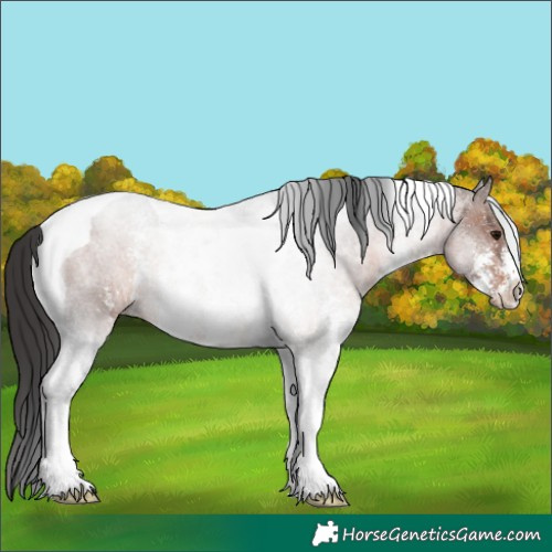Horse Color:Brown Sabino Tobiano Rabicano