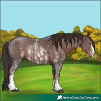 Horse Color:Liver Chestnut Sabino Rabicano