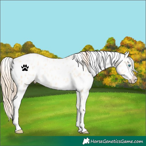 Horse Color:White Spotted Amber Champagne Snowdrop Pearl Near Leopard 