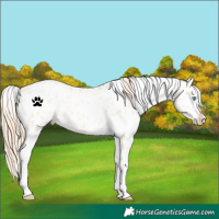 Horse Color:White Spotted Amber Champagne Snowdrop Pearl Near Leopard 